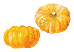 西洋かぼちゃと日本かぼちゃの比較
