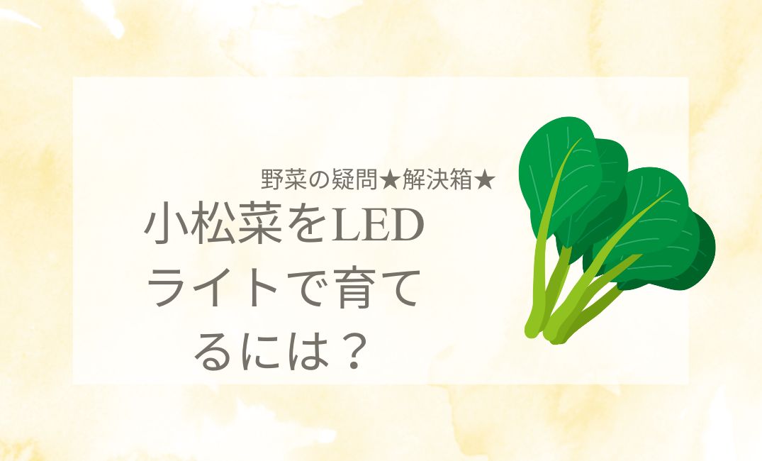 小松菜をLEDライトで育てるには？