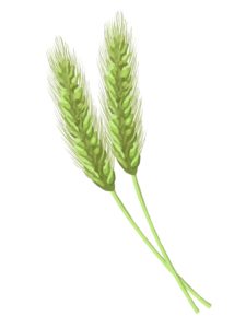 大麦と大麦若葉の特性