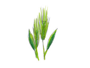 大麦若葉の主要な栄養成分とは？