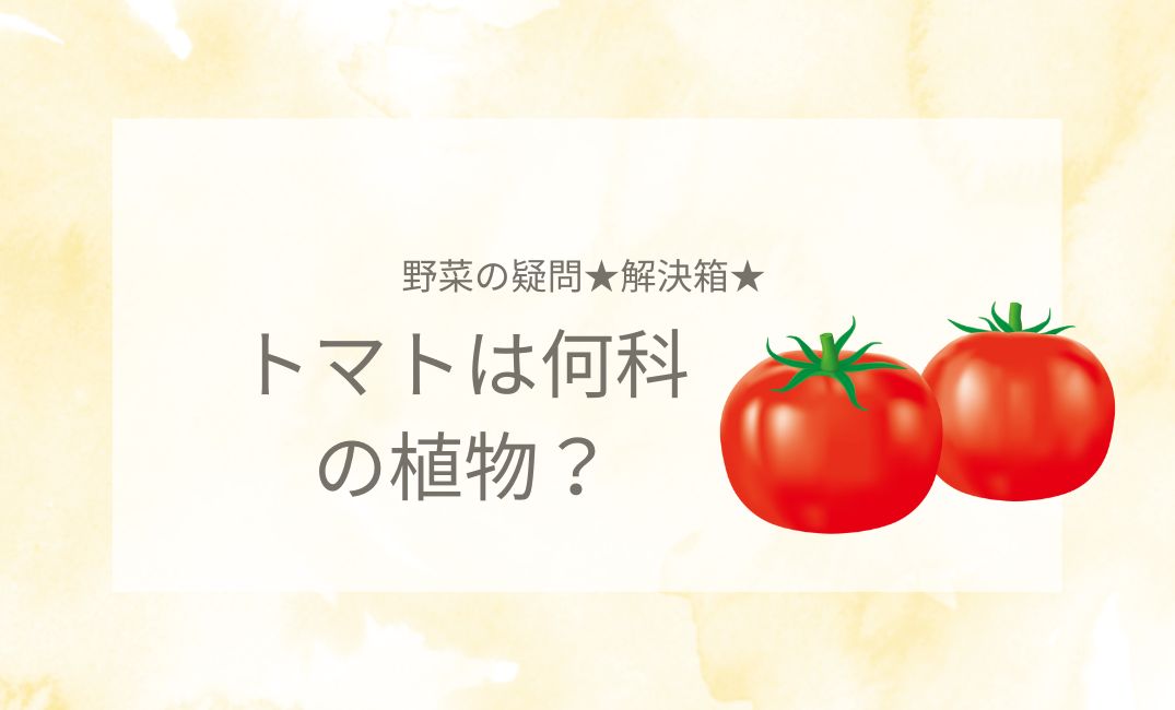 トマトは何科の植物？ピーマンやじゃがいもと同じナス科！