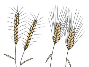 小麦と大麦の違いとその使い方