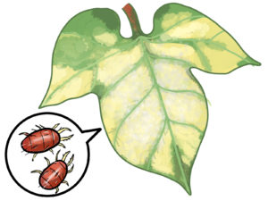 秋キュウリの栽培ガイド：病気と害虫対策
